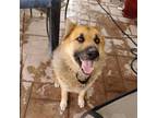 Adopt Capone a Black - with Tan, Yellow or Fawn German Shepherd Dog / Mixed dog