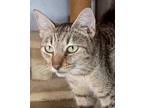 Adopt Twiggy a Gray or Blue Domestic Shorthair / Mixed Breed (Medium) / Mixed
