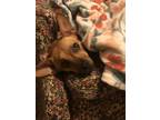 Adopt Booger a Tan/Yellow/Fawn Chiweenie / Mixed dog in Athens, GA (41236127)