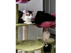 Adopt Trevor & Sypha a All Black American Shorthair / Mixed (medium coat) cat in