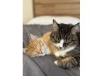 Adopt Jiminy and Ruby a Brown Tabby Domestic Shorthair / Mixed (short coat) cat