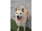 Adopt Max a Tan/Yellow/Fawn Shiba Inu / Jindo / Mixed dog in Calgary