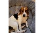 Adopt Bruno a Black - with Tan, Yellow or Fawn Beagle / Mixed dog in South