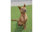 Adopt Tommy a Brindle Jindo / Mixed dog in Calgary, AB (41235968)