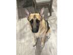 Adopt SPIKE a Tan/Yellow/Fawn - with Black German Shepherd Dog / Mixed dog in