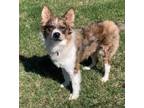 Adopt Rocket a Brown/Chocolate Australian Shepherd / Mixed dog in Wooster