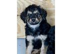 Adopt Floyd a Tricolor (Tan/Brown & Black & White) Aussiedoodle / Mixed dog in
