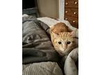 Adopt Ponyo a Orange or Red Tabby / Mixed (short coat) cat in Casper