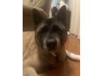 Adopt Sophia a Brown/Chocolate - with Black Akita / Mixed dog in Chesterfield
