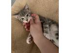 Adopt Jessilynn a Gray, Blue or Silver Tabby Domestic Shorthair (short coat) cat