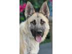 Adopt Sandy von Sahms a Tan/Yellow/Fawn German Shepherd Dog / Mixed dog in Los