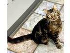 Adopt Channing a Brown Tabby Domestic Mediumhair (medium coat) cat in Sherman