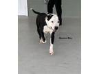 Adopt Buster Boy a Black - with White Mixed Breed (Medium) / Mixed dog in