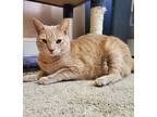 Adopt Finn a Orange or Red Domestic Shorthair / Mixed cat in Phillipsburg