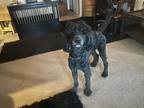 Adopt Quincy a Gray/Silver/Salt & Pepper - with Black Poodle (Standard) / Mixed