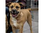 Adopt Anya a Red/Golden/Orange/Chestnut Mixed Breed (Large) / Mixed dog in