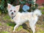 Adopt Bindi a White Cairn Terrier / Westie, West Highland White Terrier / Mixed
