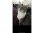 Adopt Audrey a Gray, Blue or Silver Tabby American Shorthair / Mixed (short