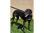 Adopt Mum a Black Greyhound / Mixed dog in Tucson, AZ (40981917)