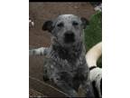 Adopt Abby a Gray/Blue/Silver/Salt & Pepper Australian Cattle Dog / St.