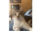 Adopt Selena a White (Mostly) Domestic Shorthair / Mixed (short coat) cat in