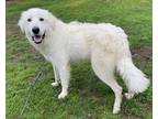 Adopt Henry SAT a White Great Pyrenees / Mixed dog in Statewide, TX (41235617)