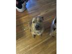 Adopt Cash a Brindle American Pit Bull Terrier / Boxer / Mixed dog in Colorado