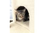 Adopt Lucy a Brown Tabby Domestic Shorthair / Mixed cat in Pittsburgh