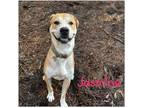 Adopt JASMINE a Tan/Yellow/Fawn - with White Great Pyrenees / Pit Bull Terrier /