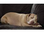 Adopt Nova a Tan/Yellow/Fawn American Pit Bull Terrier / Mixed dog in Enumclaw
