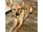 Adopt Toby a Tan/Yellow/Fawn German Shepherd Dog / Mixed dog in New Oxford