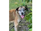 Adopt Saber a German Shepherd Dog / Husky / Mixed dog in Darlington