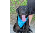 Adopt Mikey a Labrador Retriever / Mixed dog in Darlington, SC (41088581)