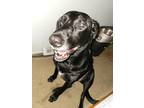 Adopt Penelope a Black Labrador Retriever / Mixed dog in Belleville