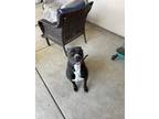 Adopt Rocky a Black - with White Boxer / American Pit Bull Terrier / Mixed dog