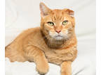 Adopt Ziggy a Orange or Red Domestic Shorthair / Mixed Breed (Medium) / Mixed