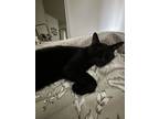 Adopt Dante a All Black American Shorthair / Mixed (short coat) cat in Houston