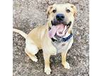 Adopt Thomas a Tan/Yellow/Fawn Mixed Breed (Large) / Mixed dog in Edmonton
