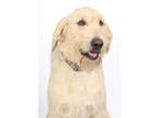 Adopt Monte a White Labrador Retriever / Poodle (Standard) / Mixed (short coat)