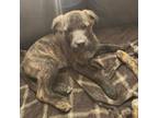 Adopt Bristol Birch a Brindle Mixed Breed (Medium) / Mixed Breed (Medium) /