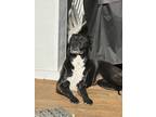 Adopt Sasha a Black - with White Mutt / Mixed dog in Durham, NC (41235502)