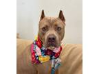 Adopt Hazel a Tan/Yellow/Fawn - with White American Pit Bull Terrier / Mixed dog