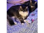 Adopt Chico & Bingo (Bonded Brothers) a Gray, Blue or Silver Tabby Domestic