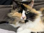 Adopt Cali a Calico or Dilute Calico Calico / Mixed (long coat) cat in Mount