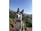 Adopt Bleu a Black - with White Husky / Mixed dog in Encinitas, CA (41235501)