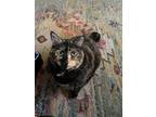 Adopt Chai a Tortoiseshell American Shorthair / Mixed (short coat) cat in