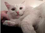 Adopt Baby a White Turkish Angora / Mixed (long coat) cat in Dayton