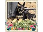 Adopt Mookie a Black - with Tan, Yellow or Fawn German Shepherd Dog / Anatolian
