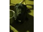 Adopt Ace a Black German Shepherd Dog / Chow Chow / Mixed dog in Waldron