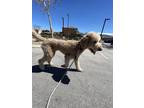 Adopt Mibo a Tan/Yellow/Fawn Poodle (Standard) / Mixed dog in Las Vegas